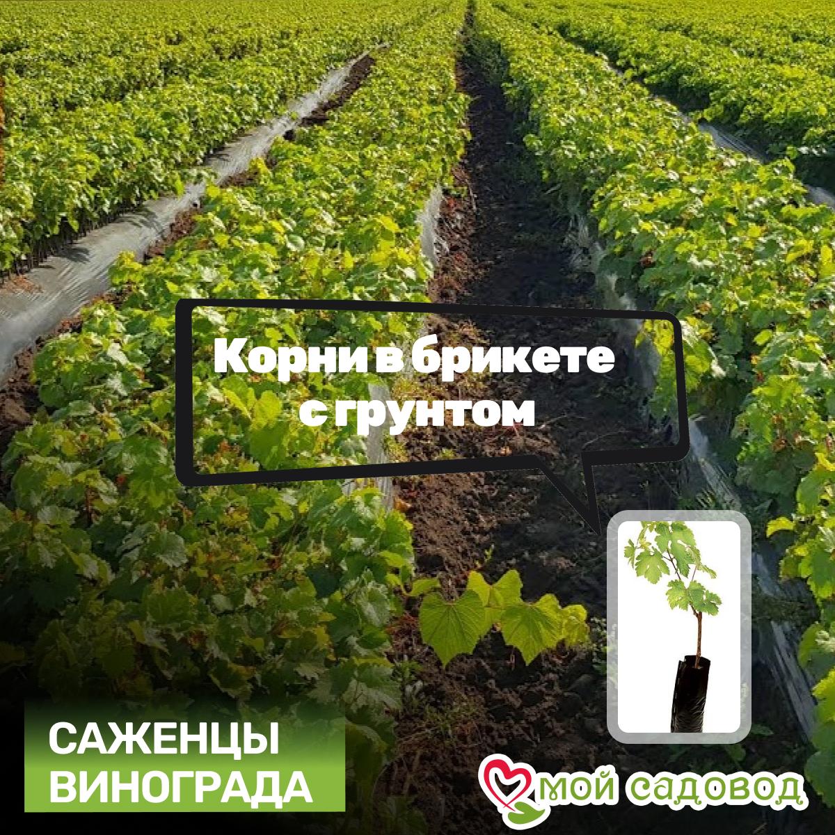 Виноград Фетяска мускатная