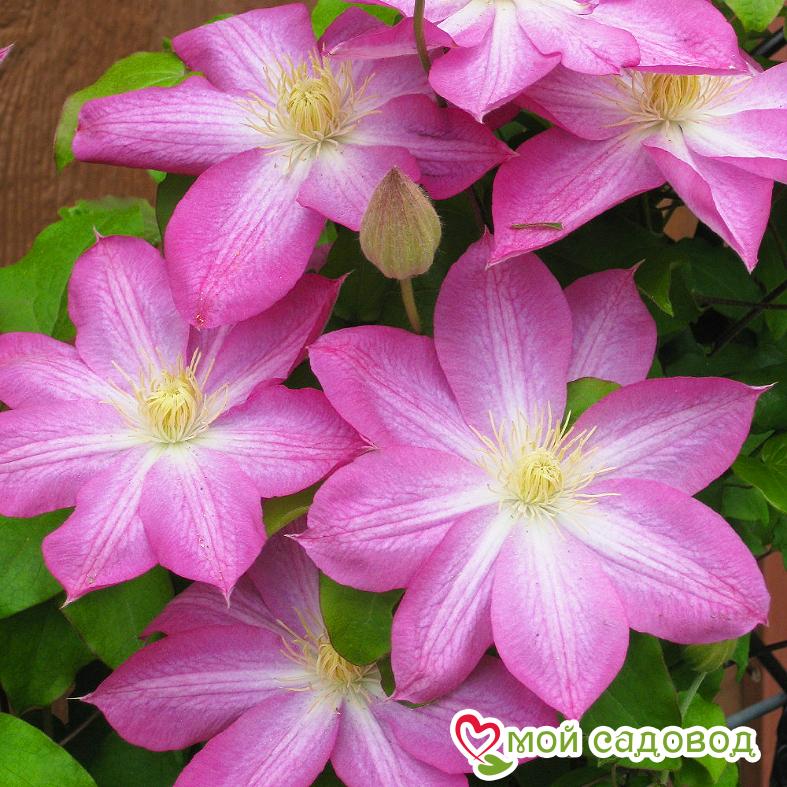 Клематис Асао ЗКС