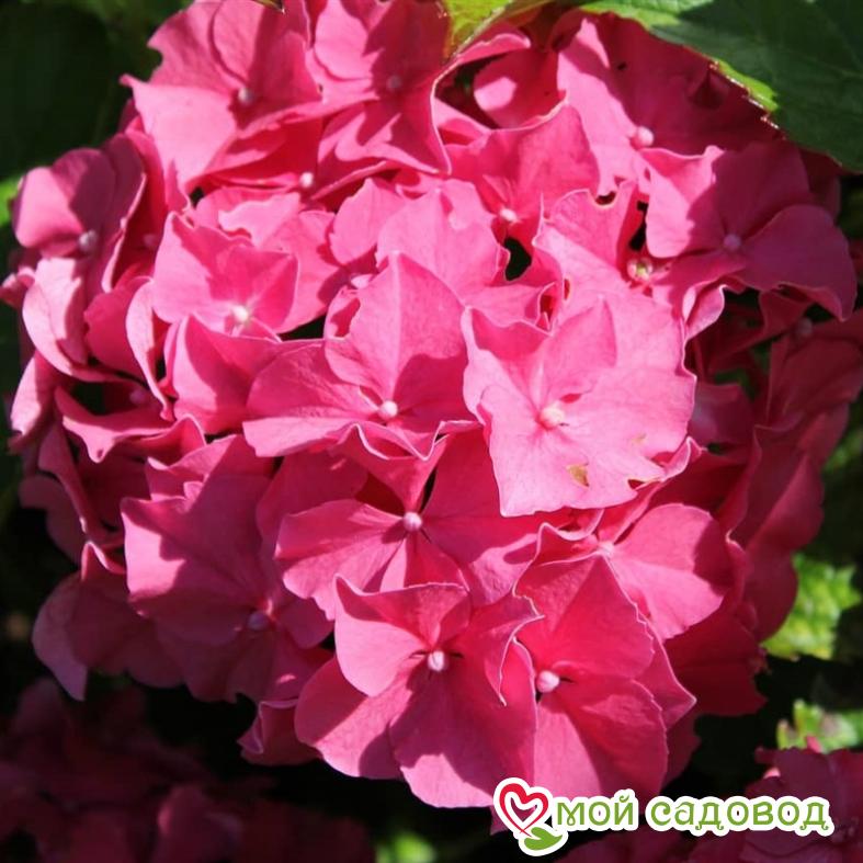 Гортензия крупнолистовая Фрейденштейн ЗКС