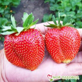 Клубника Ирма в Аксайе
