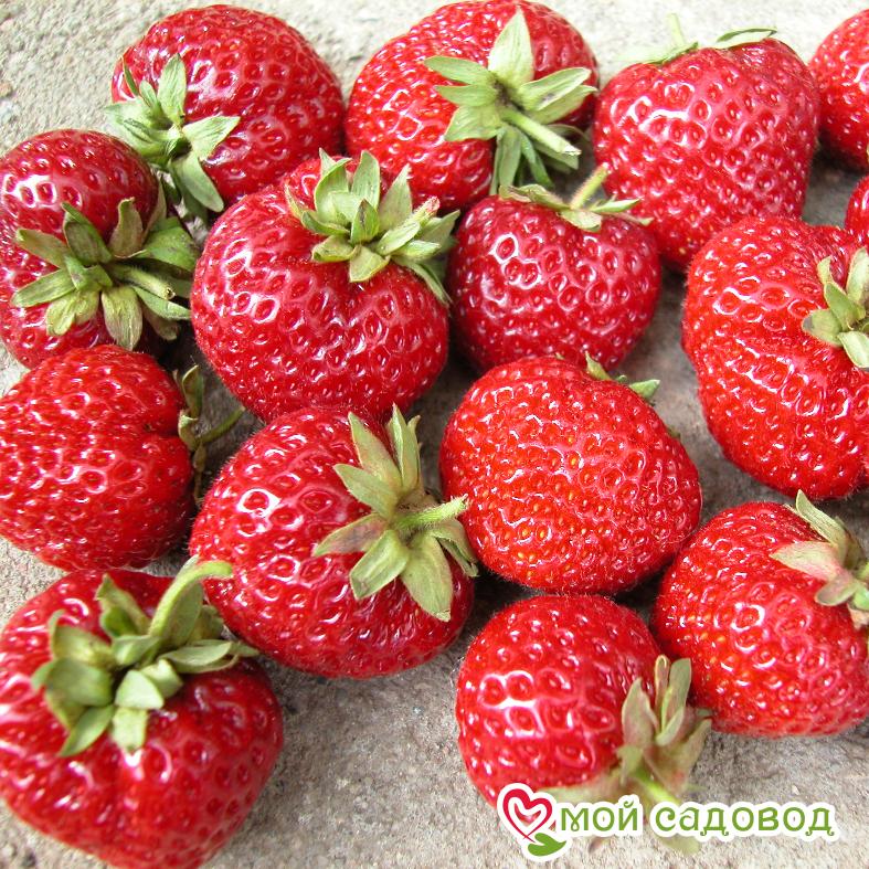 Клубника Мице Нова