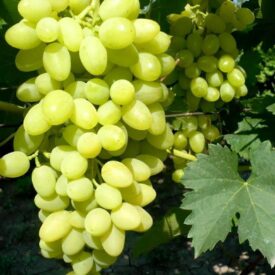 Виноград Осенний крупноплодный в Аксайе