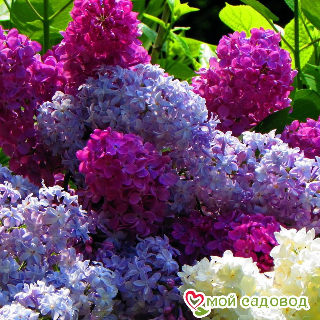 Сирень Ассорти (без указания сорта)