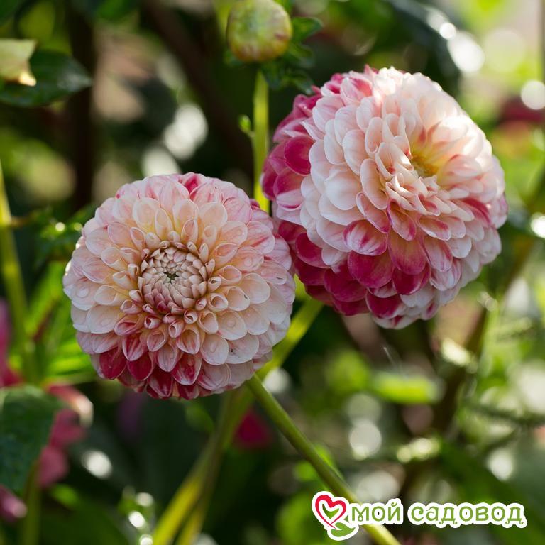 Георгина ХОЛЛИХИЛ КАЛИКО