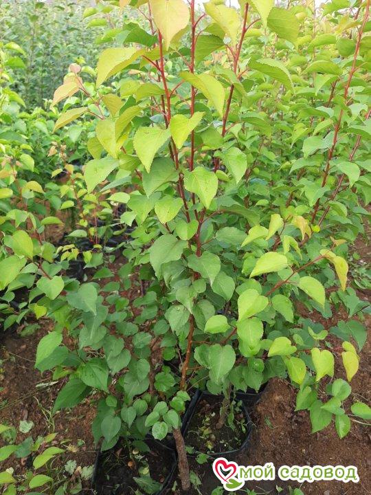 Абрикос Альбион